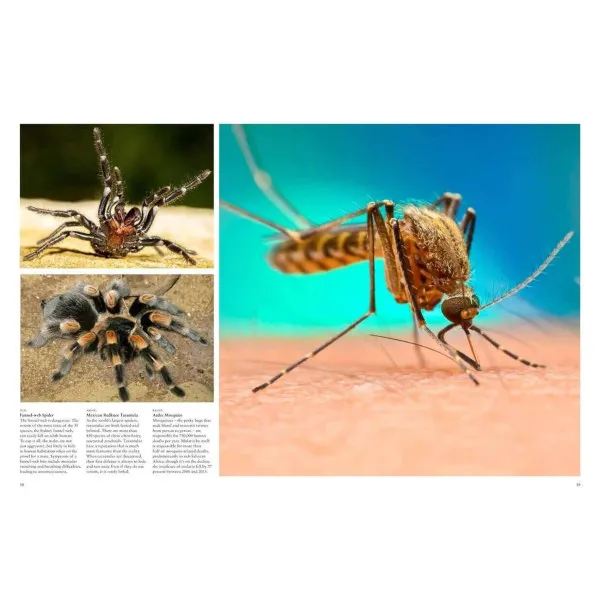 Dangerous Animals
