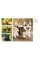Dogs. Mini Encyclopedia