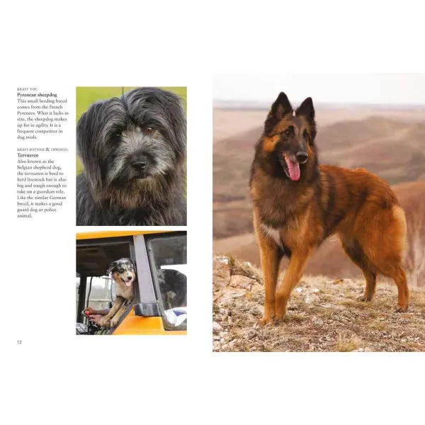Dogs. Mini Encyclopedia