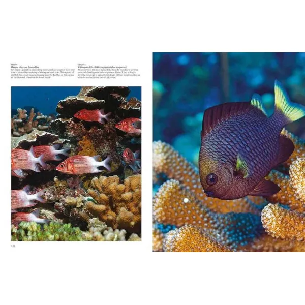 Reefs