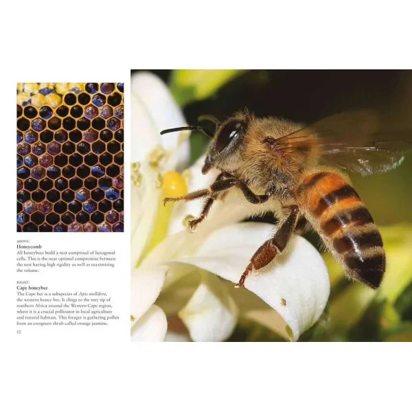 Bees