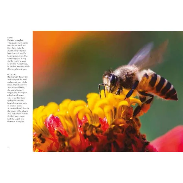Bees