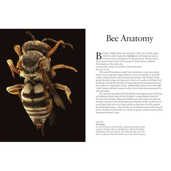 Bees