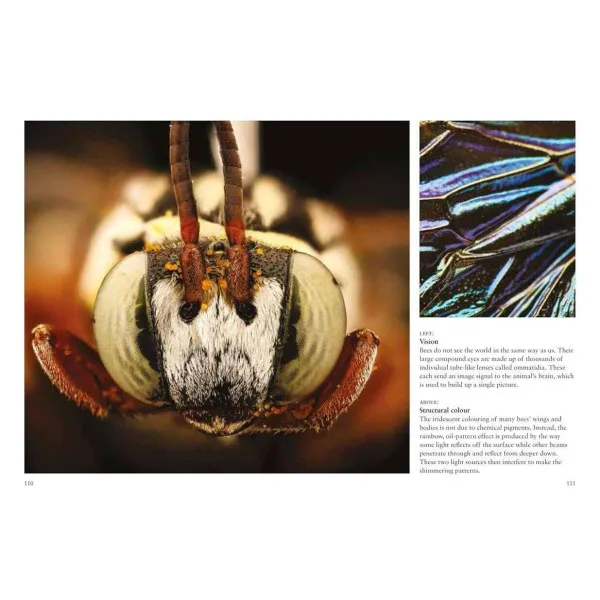 Bees