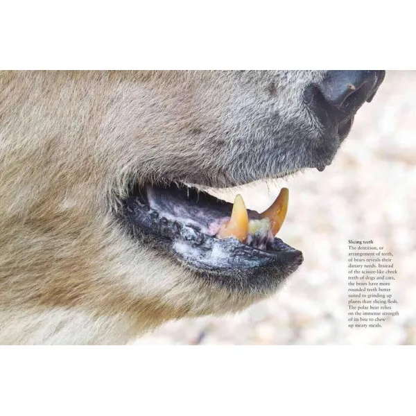 Bears