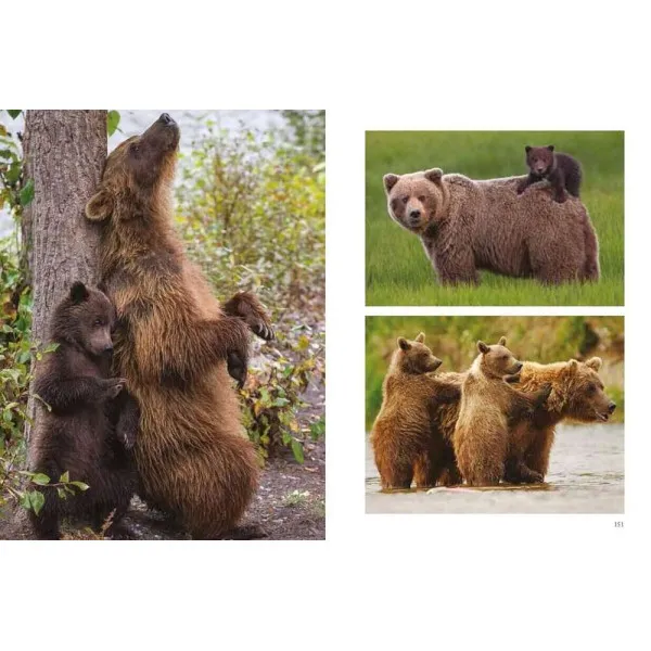 Bears