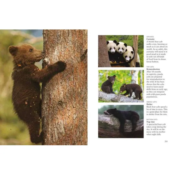 Bears