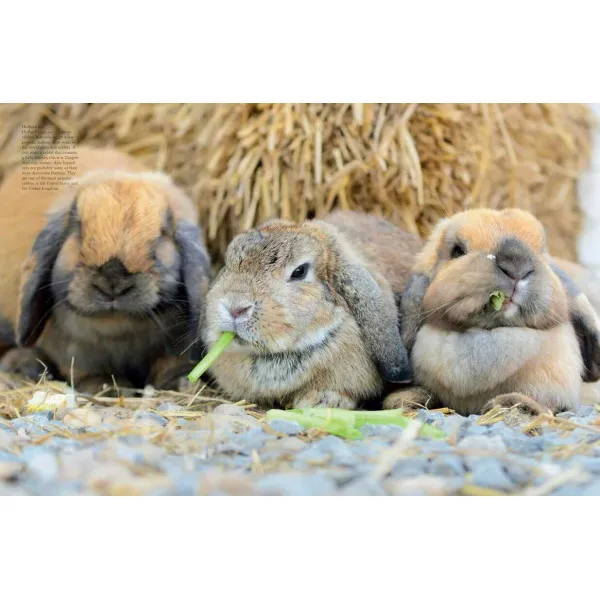 Rabbits