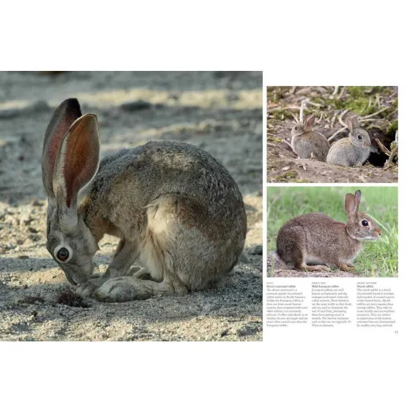 Rabbits
