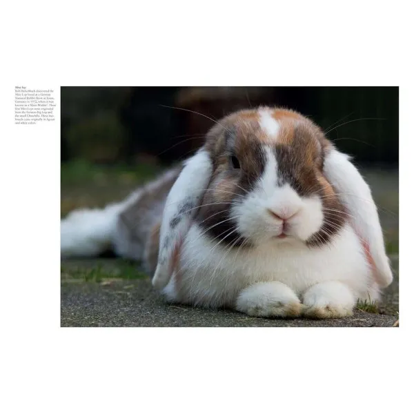 Rabbits