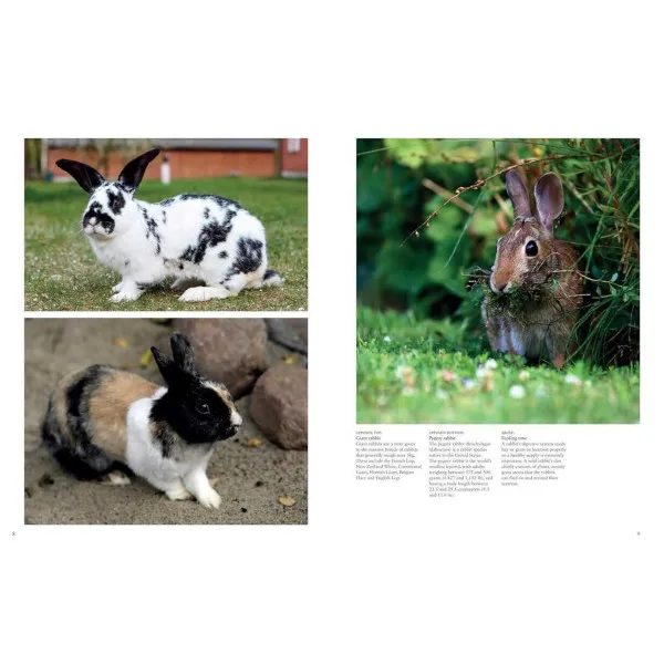 Rabbits