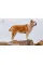 Encyclopedia of Dogs