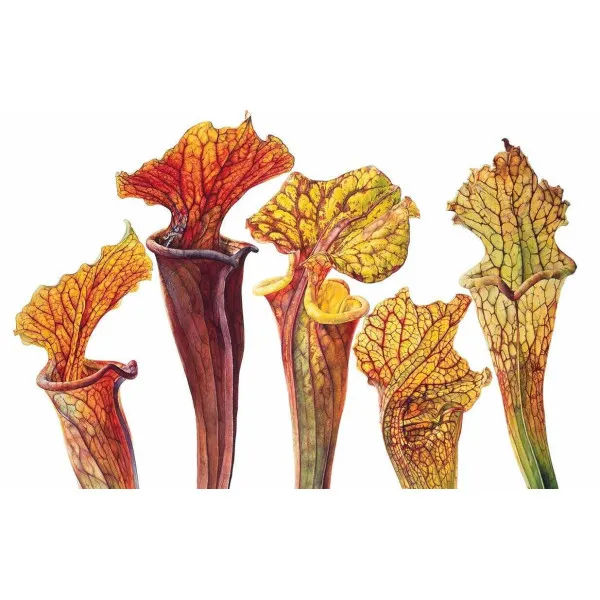 Rosie Sanders' Flowers. A Celebration Of Botanical Art