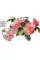 Rosie Sanders' Roses. A Celebration In Botanical Art