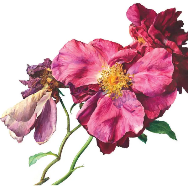 Rosie Sanders' Roses. A Celebration In Botanical Art