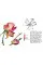 Rosie Sanders' Roses. A Celebration In Botanical Art