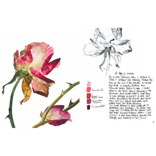Rosie Sanders' Roses. A Celebration In Botanical Art