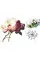 Rosie Sanders' Roses. A Celebration In Botanical Art