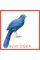 Bird Bingo (game)