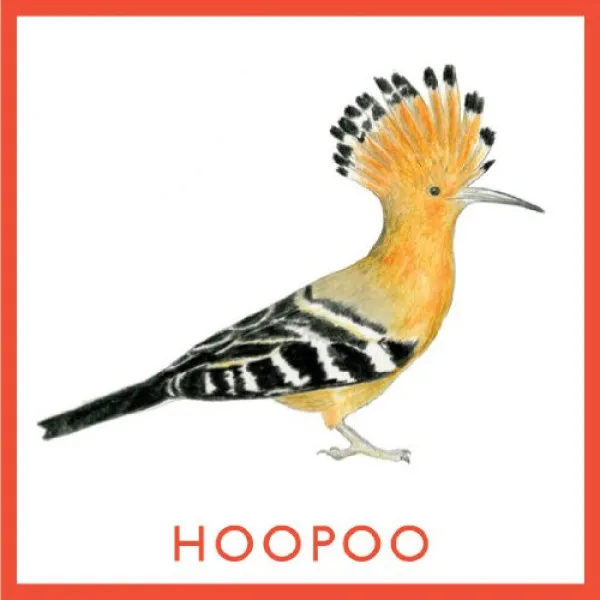 Bird Bingo (game)