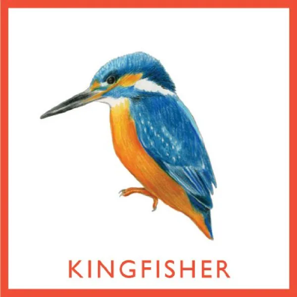 Bird Bingo (game)