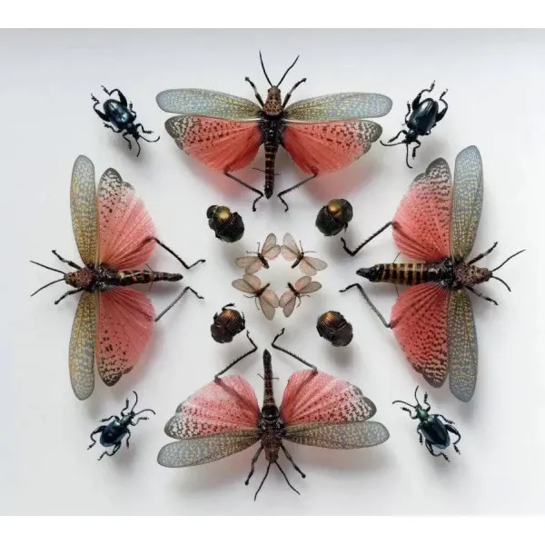 A Parisian Cabinet of Curiosities: Deyrolle