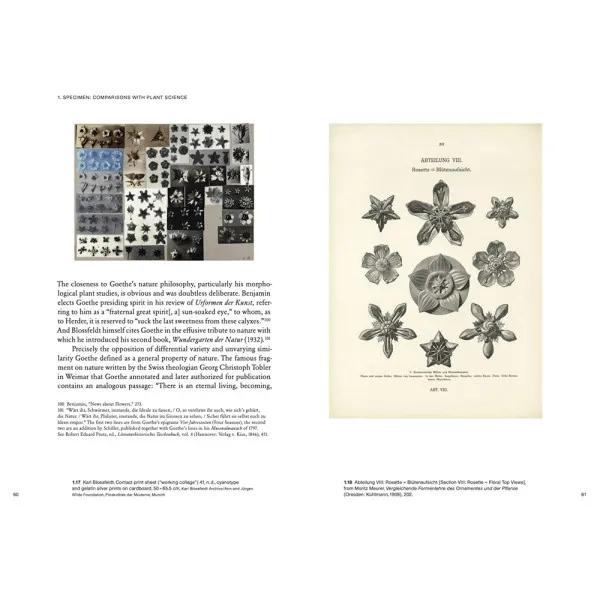 Karl Blossfeldt: Variations