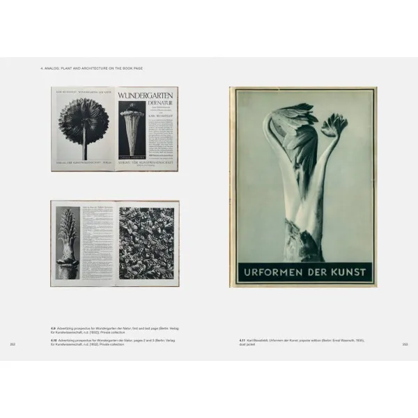 Karl Blossfeldt: Variations