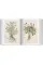 Leonhart Fuchs. The New Herbal (Sourcebook)