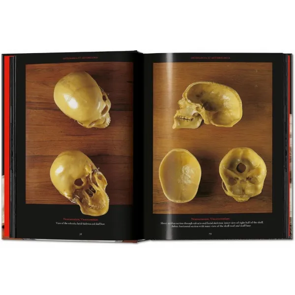 Anatomical Waxes. 45th Ed.
