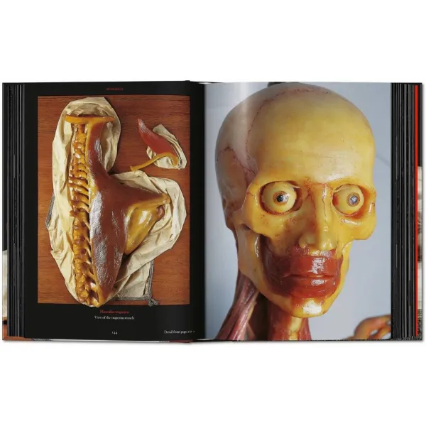 Anatomical Waxes. 45th Ed.