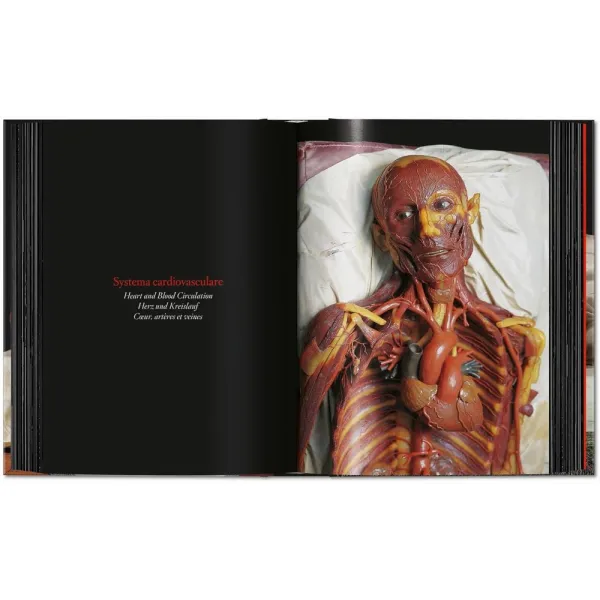 Anatomical Waxes. 45th Ed.