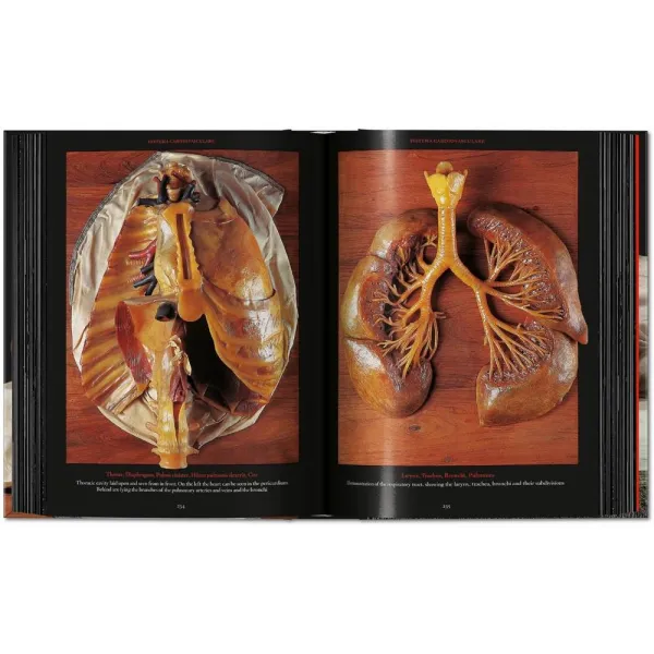Anatomical Waxes. 45th Ed.