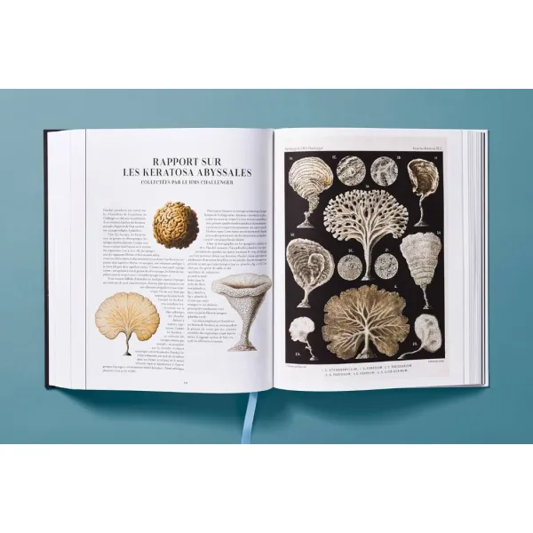 The Art and Science of Ernst Haeckel
