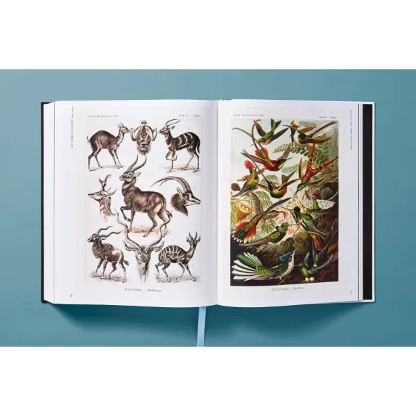 The Art and Science of Ernst Haeckel