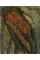 Chaim Soutine. Against the Current