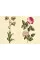 The Green Florilegium