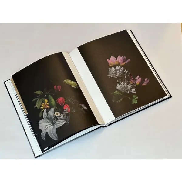 Sakiko Nomura. Tender Is the Night