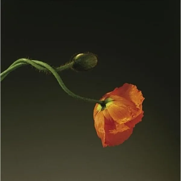 Mapplethorpe x 7