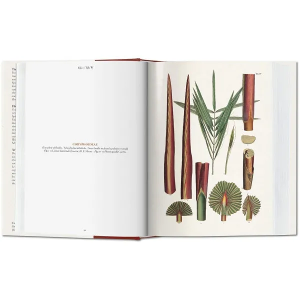Martius. The Book of Palms