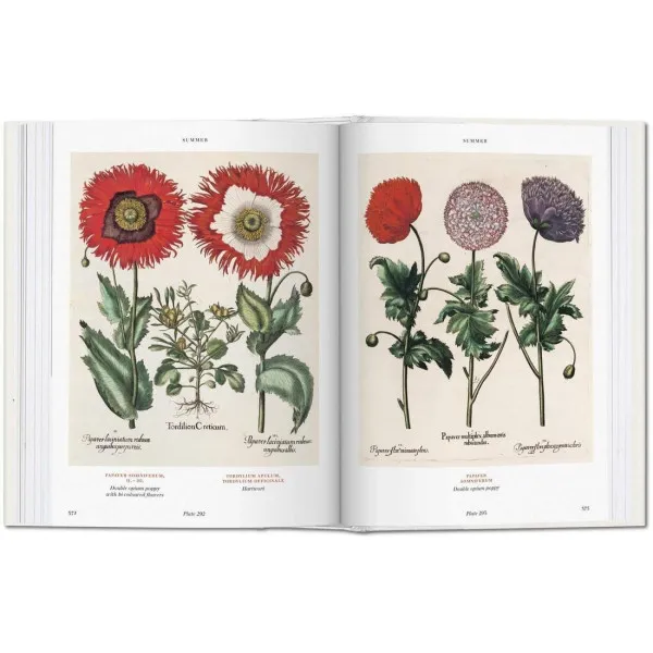 Basilius Besler. Florilegium BU