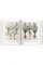 Basilius Besler. Florilegium BU