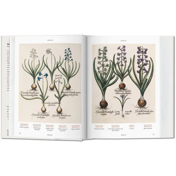 Basilius Besler. Florilegium BU
