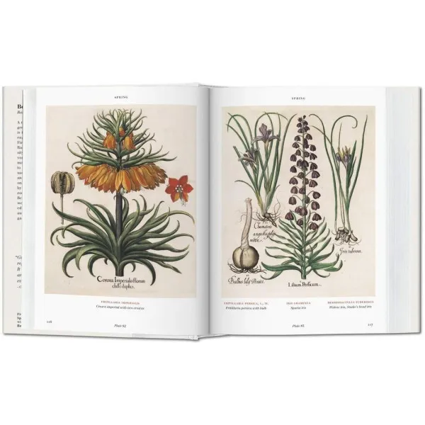 Basilius Besler. Florilegium BU
