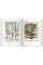 Basilius Besler. Florilegium BU