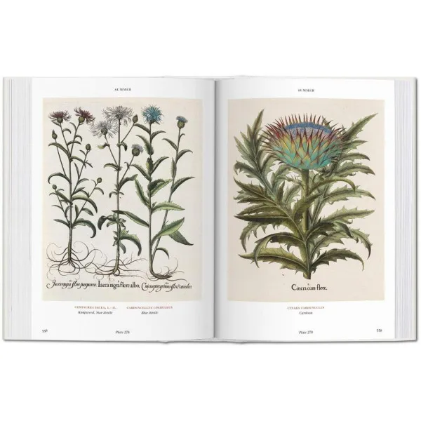 Basilius Besler. Florilegium BU