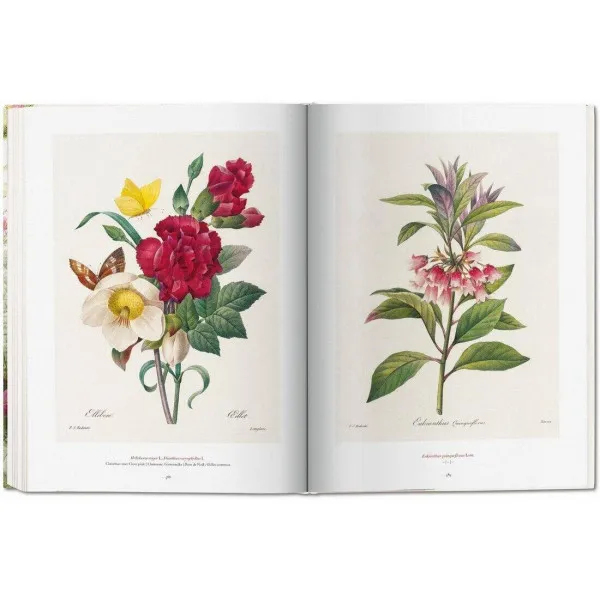 Redoute. The Book of Flowers