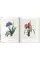 Redoute. The Book of Flowers