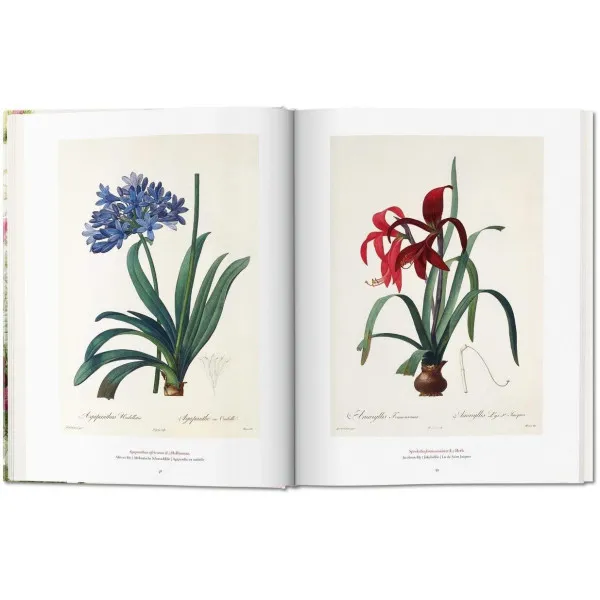 Redoute. The Book of Flowers