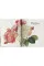 Redoute. The Book of Flowers